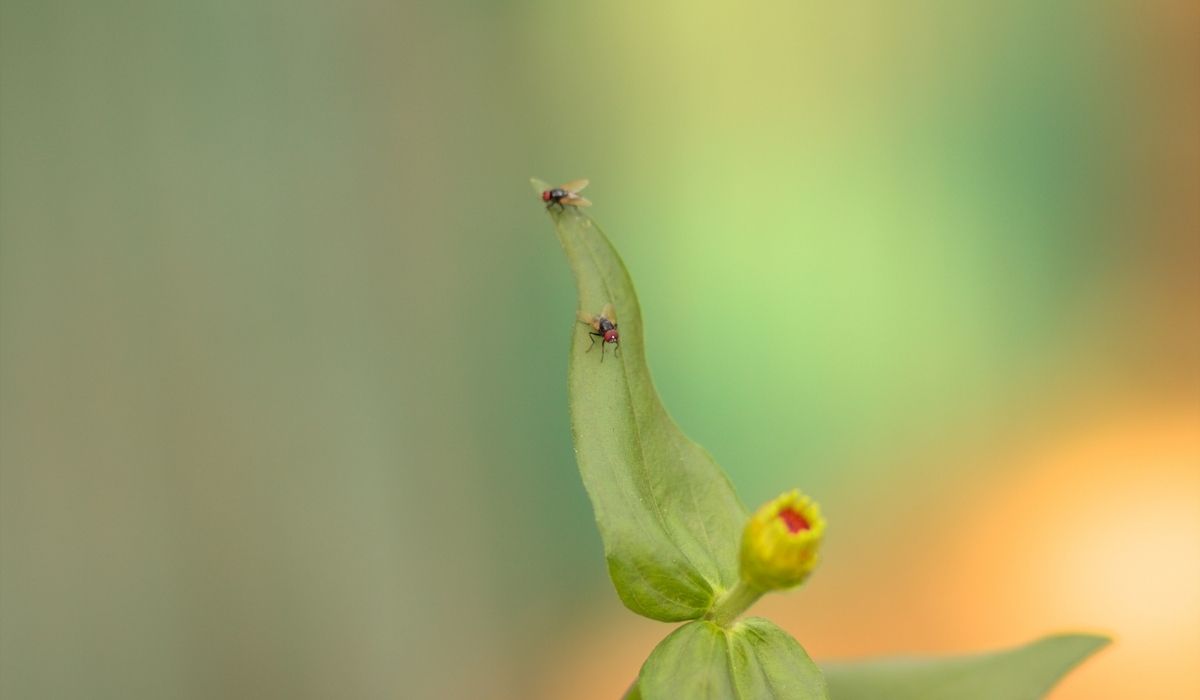 مكافحة الذباب مكافحة الذباب