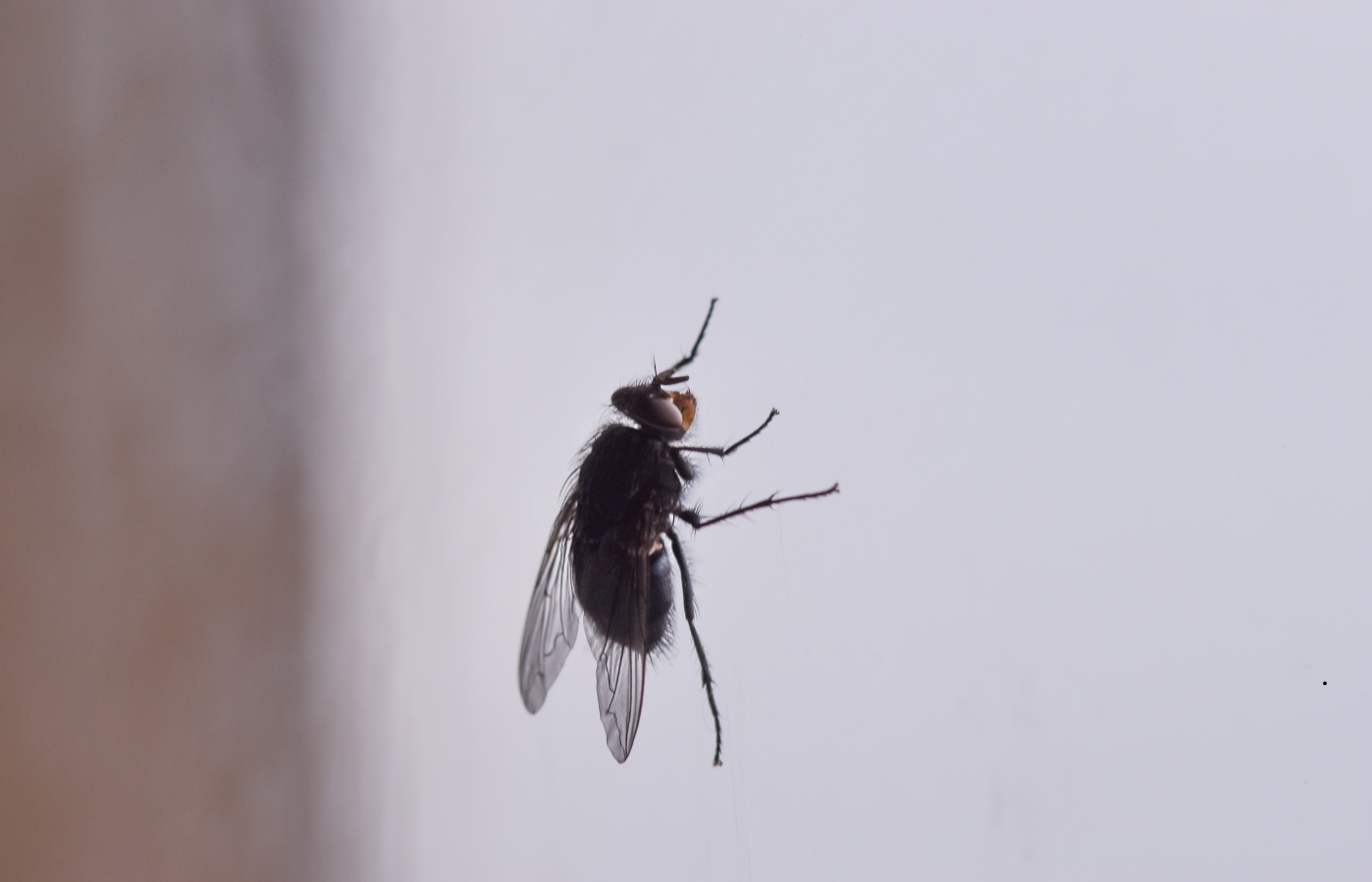 الفصل الثالث: حلول شركة “النهضة الكويتية لمكافحة الحشرات” لمكافحة الذباب الفصل الثالث: حلول شركة “النهضة الكويتية لمكافحة الحشرات” لمكافحة الذباب