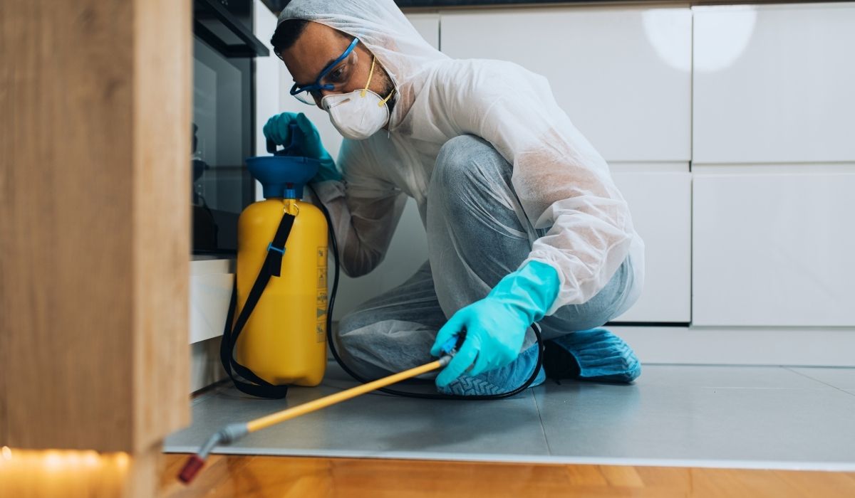 أضرار الأبراص داخل البيوت والمكاتب مكافحة النمل