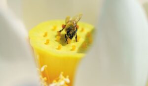 مكافحة النحل