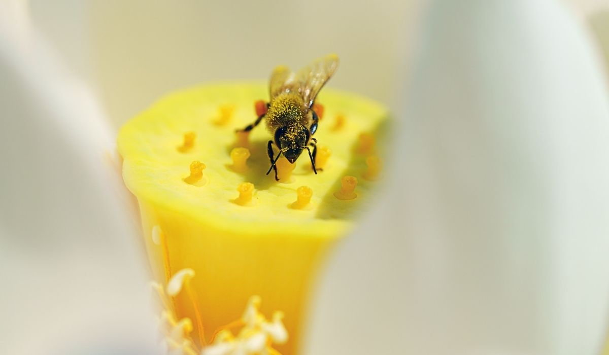 مكافحة النحل مكافحة النحل