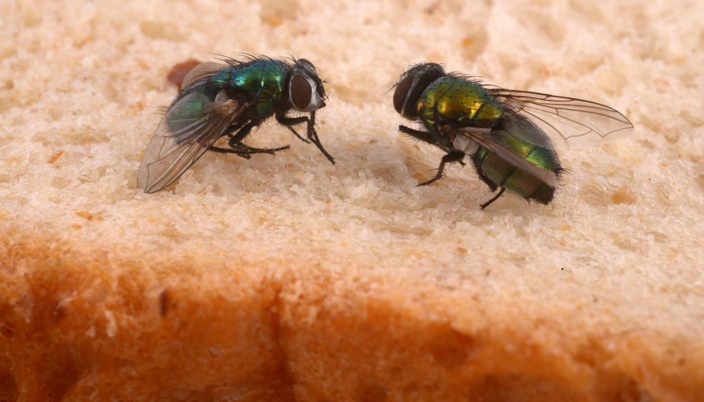 لماذا يشكّل الذباب إشكالية كبيرة؟ لماذا يشكّل الذباب إشكالية كبيرة؟