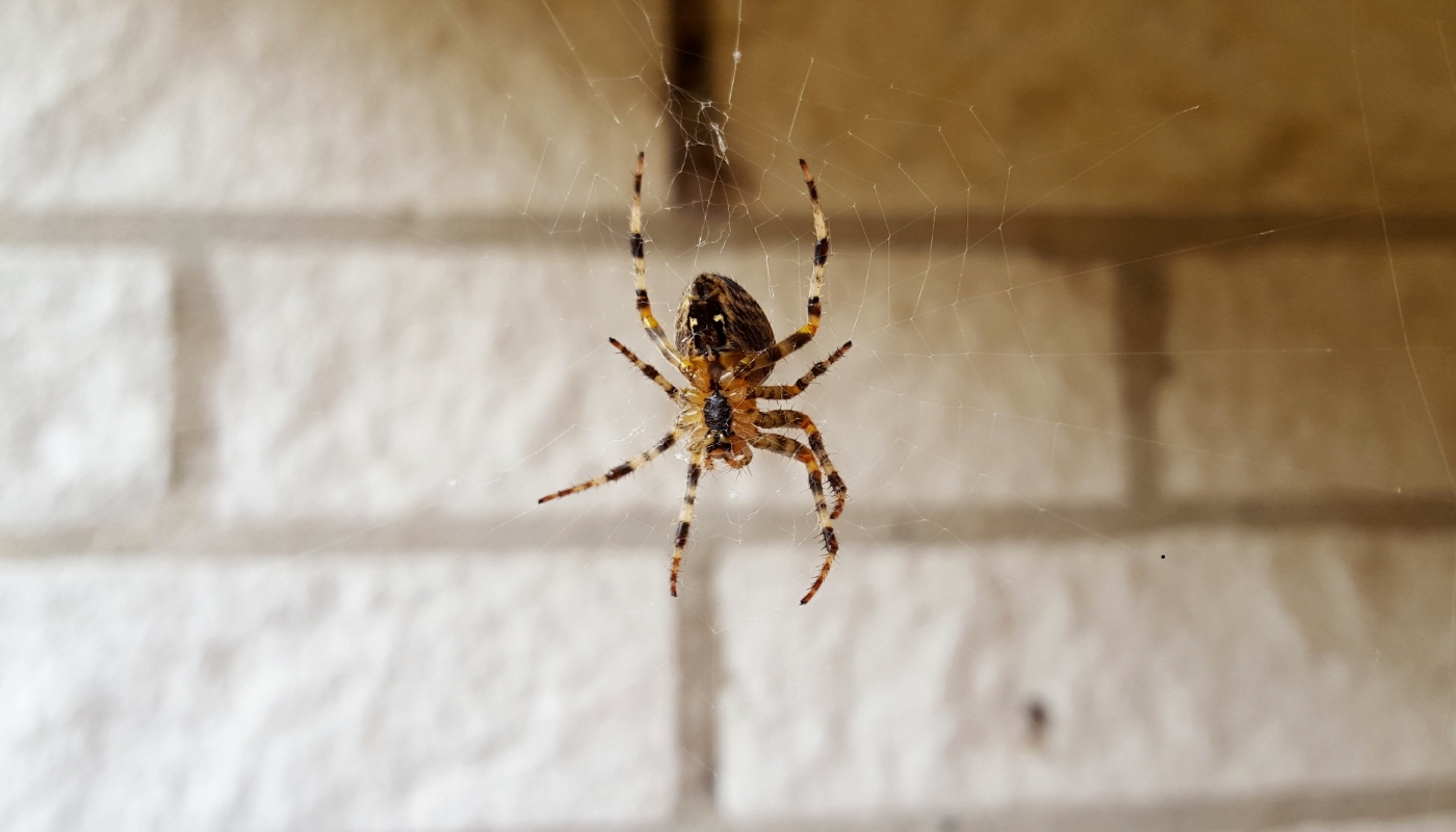 شركة مبيدات شركة مبيدات