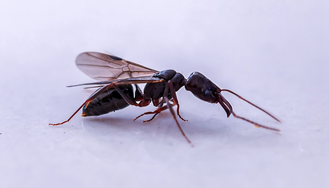 أفضل خدمات مكافحة الحشرات في الكويت – شركة مبيدات المعتمدة فريق شركة مبيدات يقدم خدمات مكافحة الحشرات في الكويت باستخدام مبيدات آمنة ومعتمدة لضمان بيئة نظيفة وخالية من الآفات.