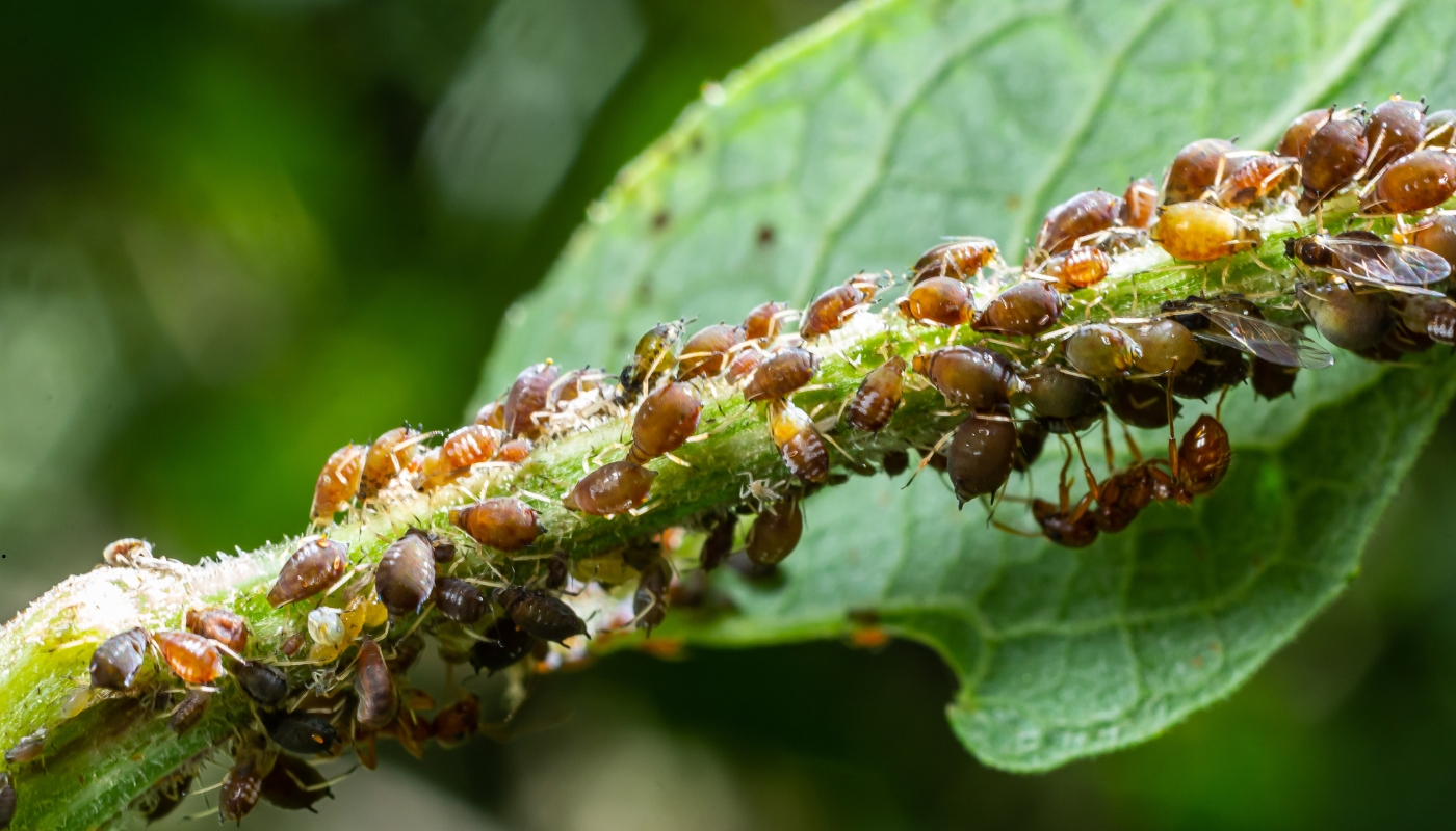 حلول شركة مبيدات الشاملة لمكافحة الحشرات في الكويت فريق شركة مبيدات في الكويت يستخدم تقنيات متقدمة ومبيدات آمنة لتقديم حلول شاملة لمكافحة الحشرات في المنازل والمكاتب.