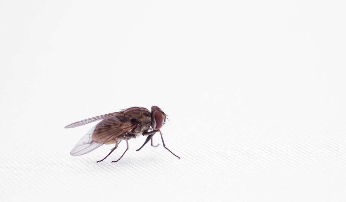 مقاومة المبيدات مقاومة المبيدات