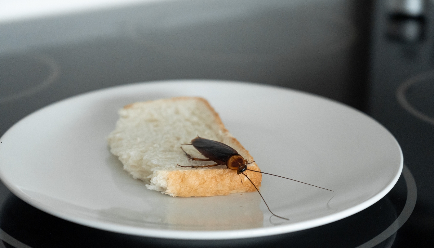 حلول مبتكرة لمكافحة الآفات المنزلية من شركة مبيدات الكويت تقنيات حديثة من شركة مبيدات الكويت لمكافحة الآفات المنزلية باستخدام الرش الذكي والمصائد الإلكترونية لضمان منزل خالٍ من الحشرات