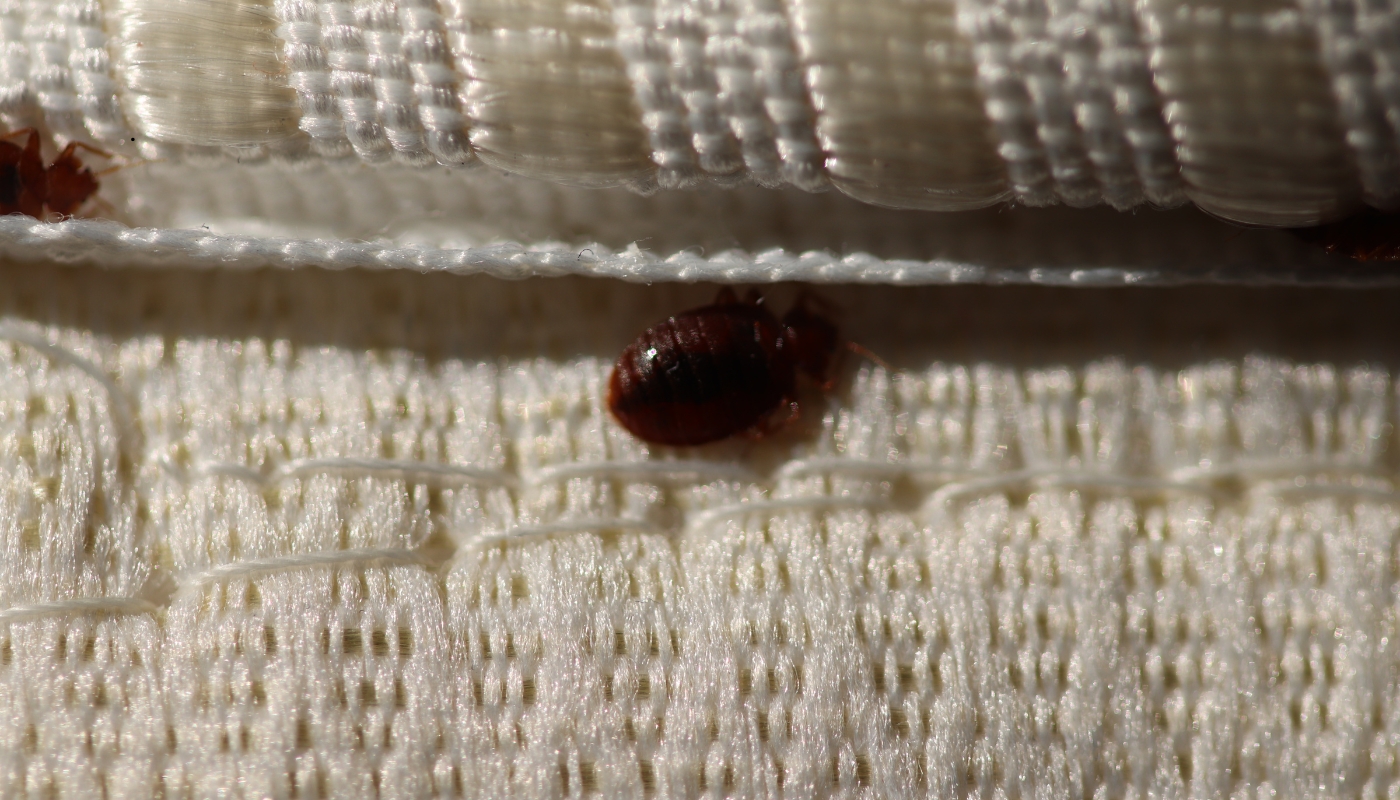 insect control (1) insect control (1)