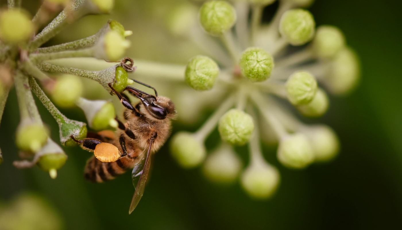 الحشرات خطر يهدد راحة المنازل في الكويت – حلول شركة مبيدات لحماية منزلك غرفة معيشة في منزل كويتي تتعرض لانتشار الحشرات، مع فريق شركة مبيدات أثناء تنفيذ عملية مكافحة شاملة للحفاظ على راحة وأمان المنزل.