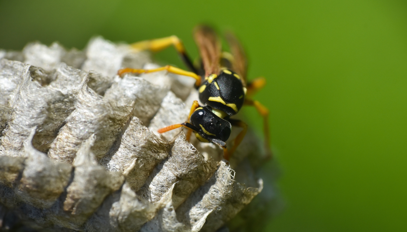 الحشرات خطر يهدد راحة المنازل في الكويت – أهمية مكافحة الحشرات صورة توضح انتشار الحشرات داخل أحد المنازل في الكويت مما يسبب الإزعاج ويؤثر على راحة السكان، مع ضرورة الاستعانة بشركة مكافحة متخصصة.