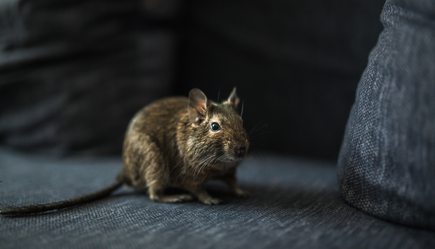 صورة توضح أضرار القوارض داخل المنازل في الكويت وأهمية مكافحتها بشكل احترافي مع شركة مبيدات.