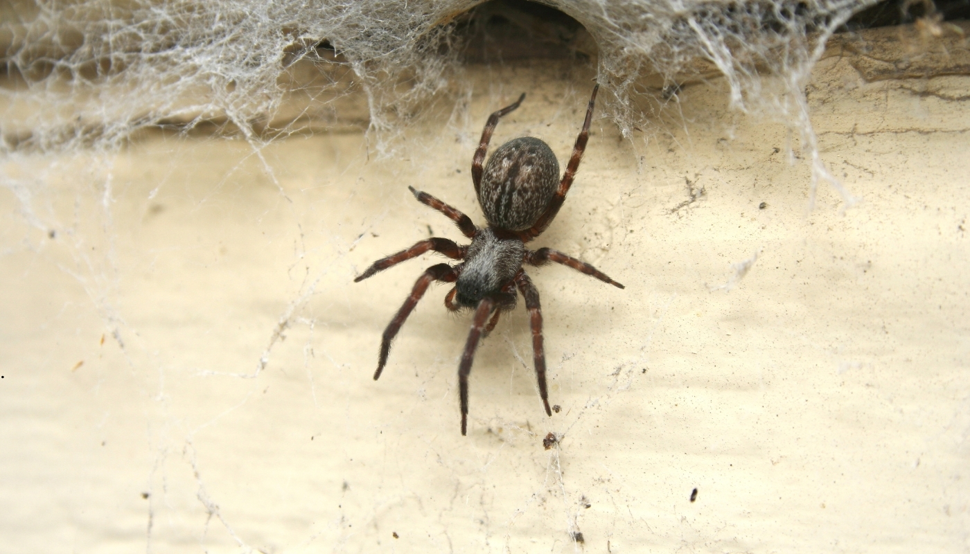 لماذا تحتاج الكويت إلى خدمات مكافحة الحشرات المتخصصة – شركة مبيدات الكويت فني من شركة مبيدات يقوم برش مبيدات آمنة داخل منزل في الكويت ضمن خدمات مكافحة الحشرات المتخصصة لحماية البيئة المنزلية من الصراصير والنمل والبعوض.