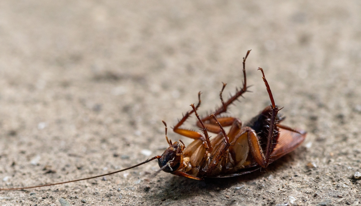 شركة مبيدات الكويت,خدمات شركة مبيدات الكويت,خدمات شركة مبيدات,مكافحة الحشرات في الكويت,مكافحة الحشرات,شركة مكافحة الحشرات الكويت,مكافحة الصراصير,مكافحة النمل الأبيض,مكافحة القوارض,مكافحة الذباب,شركة رش مبيدات,أفضل شركة مكافحة حشرات بالكويت,مبيدات آمنة بالكويت,رش مبيدات المنازل الكويت,مكافحة الأبراص,مكافحة الحشرات الزاحفة,mobydat