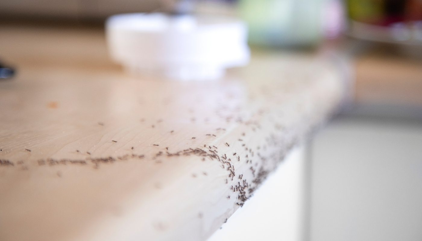 حلول سريعة ومضمونة لمكافحة حشرات المطابخ – شركة مبيدات الكويت فريق شركة مبيدات أثناء رش مبيدات آمنة داخل مطبخ للتخلص من الصراصير والذباب والنمل بشكل سريع ومضمون في الكويت