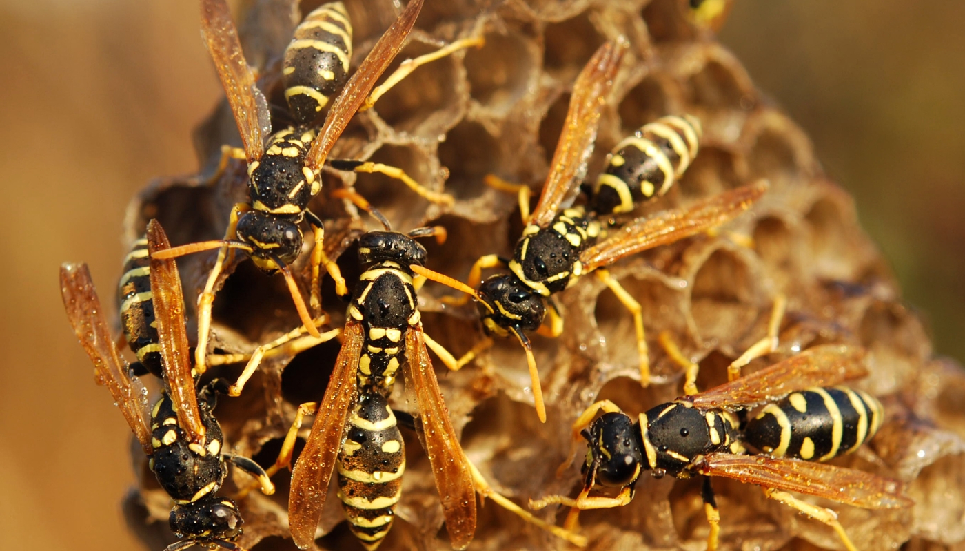 فريق شركة مبيدات الكويت أثناء رش المبيدات المتخصصة للقضاء على جميع أنواع الحشرات بخبرة عالية وبطرق آمنة داخل المنازل والمنشآت.