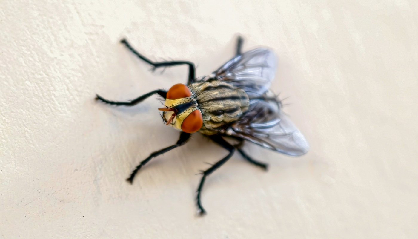 مكافحة الحشرات في الكويت – حلول ضرورية لحماية المنازل من الآفات رجل يستخدم معدات رش مبيدات داخل منزل في الكويت للقضاء على الصراصير والنمل الأبيض ضمن خدمات مكافحة الحشرات الآمنة.